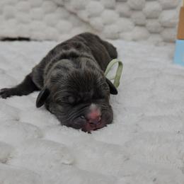 Teal Collar - Gray male Cane Corso puppy in Fritch, Texas from Carrie Brown's Cane Corsos