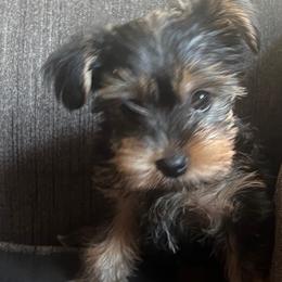 Zoe - Black and tan female Yorkshire Terrier puppy in Boston, Massachusetts from Little Yorkes of Boston