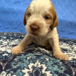 Fabio - Lemon and white male English Springer Spaniel puppy in Coeur D'alene, Idaho from Springer Hollow