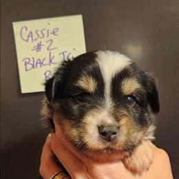 Boy 2 - Black tri male Toy Australian Shepherd puppy in Hampton, Tennessee from TC Farms Stock Dogs - Miniature Australian Shepherds
