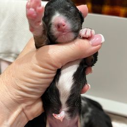 BTF- orange (Name TBD) - Black tri-color female Australian Shepherd puppy in Hayward, California from Grissom’s Aussies