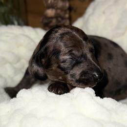 Rain - Dapple female Dachshund puppy in Atwater, California from Jes & 3 weens