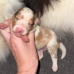 Ruby - Sable merle and white female Shetland Sheepdog puppy in Dallas, North Carolina from Retter Ridge