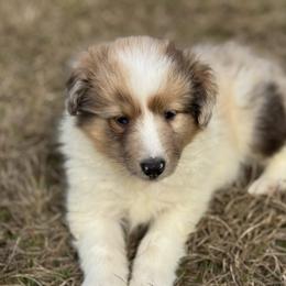 Sable Merle Boy 4 - Sable merle and white male Shetland Sheepdog puppy in Shirley, Arkansas from Lucky Pups