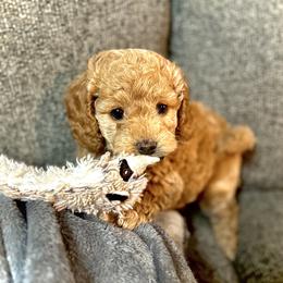 Cavapoo and Poodle Puppies from Quentin