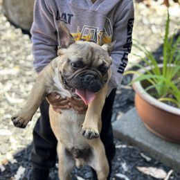 French Bulldog Puppies from Tribe of Judah Kennel