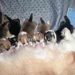 Pembroke Welsh Corgi Puppies from Renee Still Day