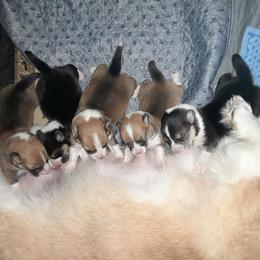 Pembroke Welsh Corgi Puppies from Renee Still Day