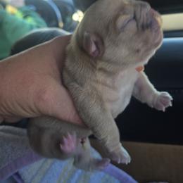Annabelle - Blue fawn female French Bulldog puppy in Tuscaloosa, Alabama from J & J classic frenchies