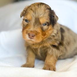 Avery - Red merle male Aussiedoodle puppy in Orleans, Indiana from Mae Blossom Puppies