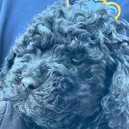Post - Blue male Poodle puppy in Florence County, South Carolina from Modern Family Standards