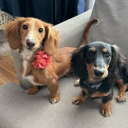 Dachshunds from Jersey Exchange