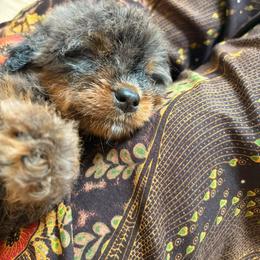 Denali - Blue merle male Bernedoodle puppy in Travelers Rest, South Carolina from Bernedoodle.do
