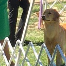 Golden Retrievers from Sea Air Goldens