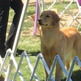 Golden Retrievers from Sea Air Goldens