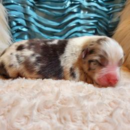 Boy 3 - male Australian Shepherd puppy in Olympia, Washington from Echelon Australian Shepherds