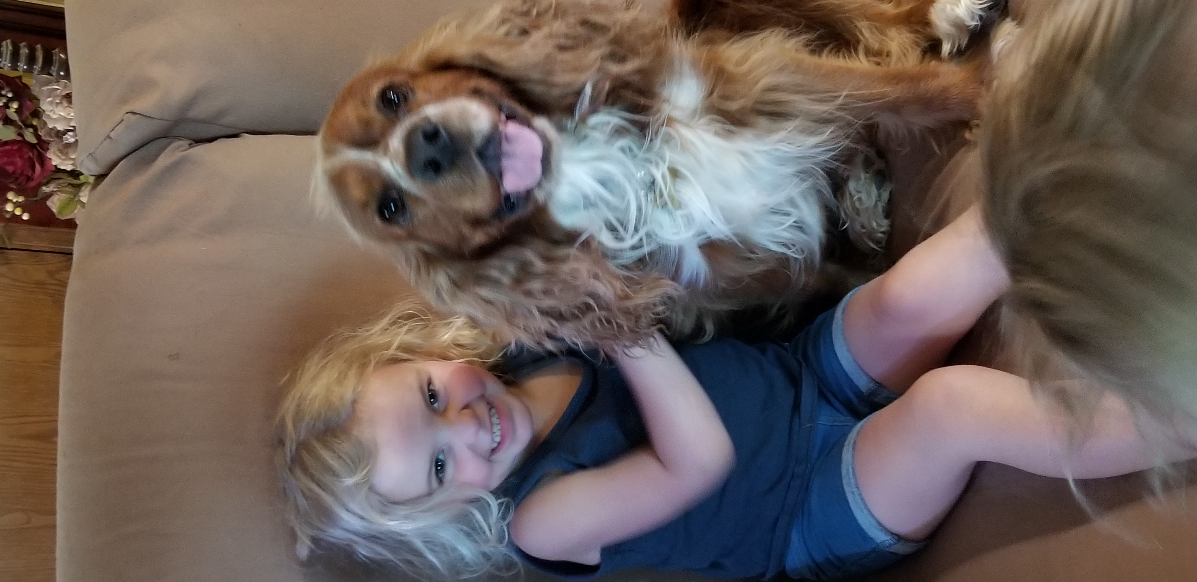 Cocker Spaniel Puppies from Cuddle Bug's Cocker Spaniels