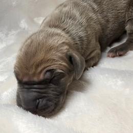 Malcom - Fawn male Great Dane puppy in Colorado Springs, Colorado from Pilot Danes