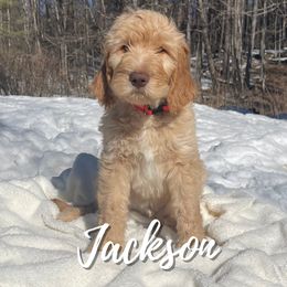 Jackson - Goldendoodle puppy in Conway, New Hampshire from Arbor Grace Doodles