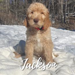 Jackson - Goldendoodle puppy in Conway, New Hampshire from Arbor Grace Doodles