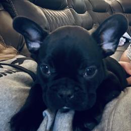 French Bulldog, Mal-Shi, and Morkie Puppies from Woodpecker Ridge Pups