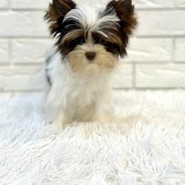 Millie - Chocolate tan and white female Biewer Terrier puppy in Greenwood, South Carolina from Sweet Southern Puppies