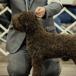 Squish - Lagotto Romagnolo