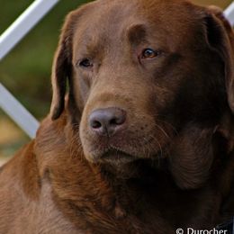 Morgan - Labrador Retriever
