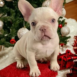 French Bulldog puppies from Happy French Bulldogs