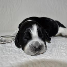 Rhino - Black and white male English Springer Spaniel puppy in Chapmansboro, Tennessee from Balthrop Bend Farms