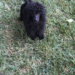 Poodle Puppies from Karamba Toy Poodles