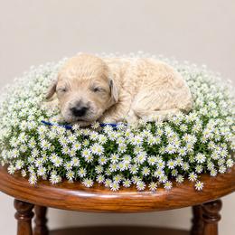 Dark blue - Cream female Goldendoodle puppy in Fairmount, Georgia from Muscadine Meadows Farm