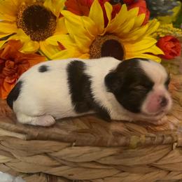 Sara - Black gold and white female Shih Tzu puppy in Elgin, South Carolina from Silver Bells Paw Prints
