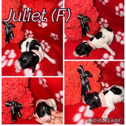 Juliet - Parti female Poodle puppy in League City, Texas from Chauffeured Poodles