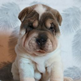 Tiffany - Blue dilute female Chinese Shar-Pei puppy in Clarksville, Tennessee from Wrinkle Bum Shar-Pei