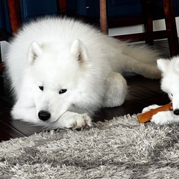 Orion - Samoyed