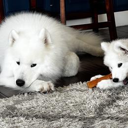 Orion - Samoyed