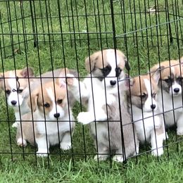 Pembroke Welsh Corgi Puppies from Mountain Maryland Corgis