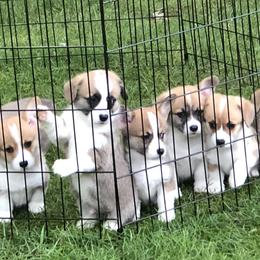 Pembroke Welsh Corgi Puppies from Mountain Maryland Corgis