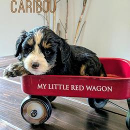 Caribou - Tri-color male Bernedoodle puppy in Cambridge, Minnesota from Country Meadow Doodles