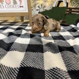 Tiny Tim - Dapple male Dachshund puppy in Dawson, Alabama from Bells Dashing Dachshunds
