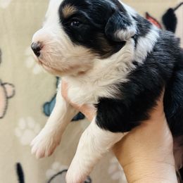 Greg - Blue merle male Australian Shepherd puppy in Ashland, Ohio from SS Australian Shepherds