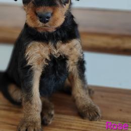 Rose collared - Black and tan female Airedale Terrier puppy in St. Cloud, Minnesota from RegalAire Kennels