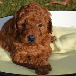 Fern - Red  female Goldendoodle puppy in Arcadia, California from Ginger Doodles