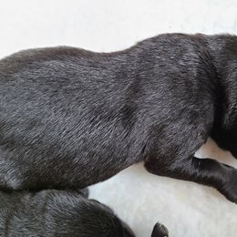 Boy 2 - Labrador Retriever puppy in Shiocton, Wisconsin from Green Acres Labrador Retrievers