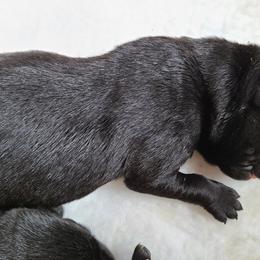 Boy 2 - Labrador Retriever puppy in Shiocton, Wisconsin from Green Acres Labrador Retrievers