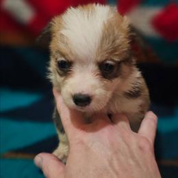 Dopey - Sable male Pembroke Welsh Corgi puppy in Pilot Rock, Oregon from L2H Corgi's
