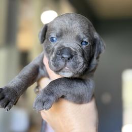 Boy 1 - Gray and fawn male Cane Corso puppy in Sandia, Texas from OneTime Cane Corso