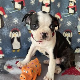 Boston Terrier puppies from Boyd’s Boston Babies