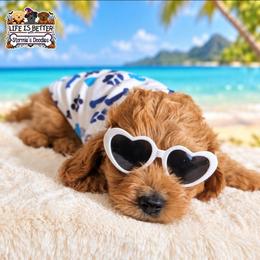 Robb - Apricot male Goldendoodle puppy in Rockledge, Florida from Bellady's Shihpoos